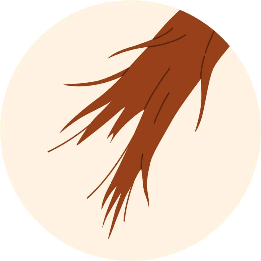 Illustration av kluvna toppar som visar torrt och skadat hår – ett tecken på att håret saknar näring.